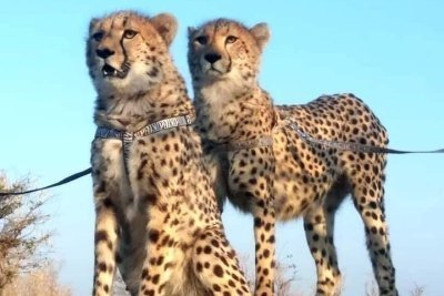 Cheetah Experience