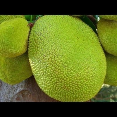 SPICE FARM TOUR:Four hour guided tour, which starts at Kibweni Palace