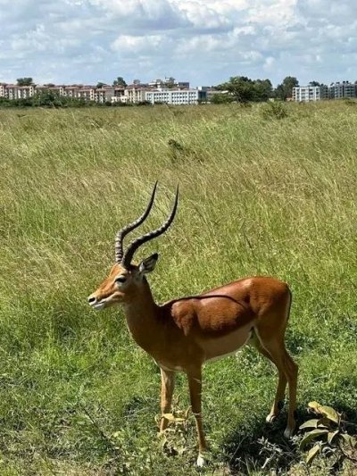 Nairobi National Park Half Day Guided Tour