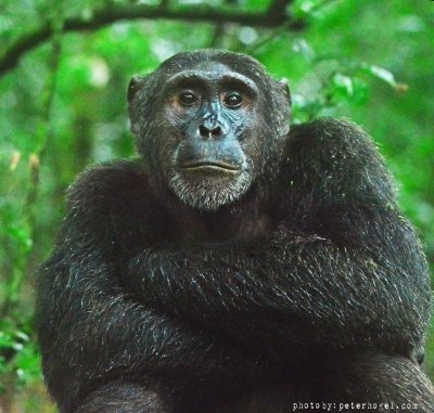 From Craters to Chimpanzees: Explore Tanzania & Uganda in 7 Days