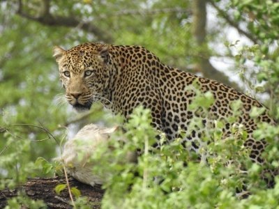 4 Days safari in Selous/Nyerere NP