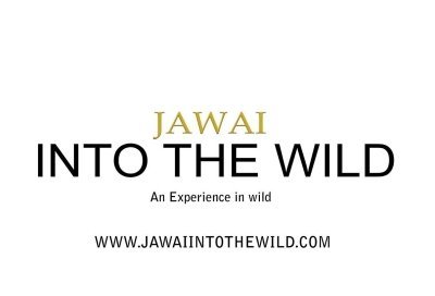 JAWAI INTO THE WILD