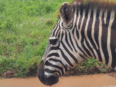 13-DAY SAFARI KENYA AND TANAZANIA