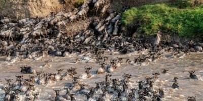 Gorilla Tracking & Serengeti Park: A 9-Day Ugandan & Tanzanian Safari