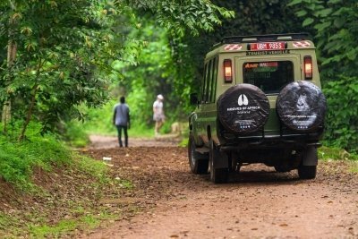 Gorillas in the Mist
