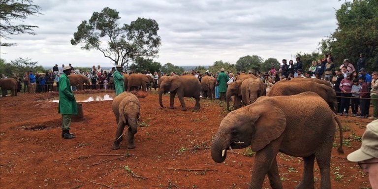 Day Tour to Giraffe Center, Elephant Project, an Nairobi National Park