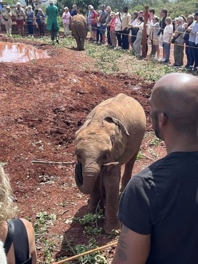 Day Tour to Giraffe Center, Elephant Project, an Nairobi National Park