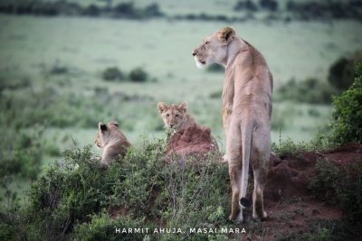10 days group joining kenya tanzania safari