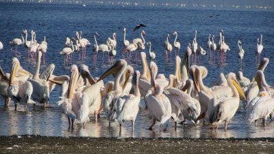 7 Days Kenya Budget Safari