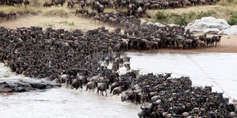 10 Days Great wildebeest Migration Mara River crossing