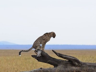 10 Days Great wildebeest Migration Mara River crossing
