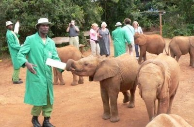 Day Tour to David Sheldrick Elephant  Trust and Giraffe Center