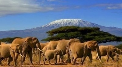 DAY TOUR TO AMBOSELI NATIONAL PARK