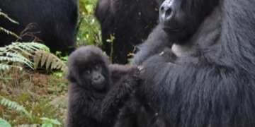 3 Day Gorilla Trekking in Rwanda