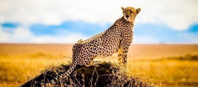 5 DAYS TANZANIA LUXURY SAFARI, HOT SPRING & COFFEE TOUR