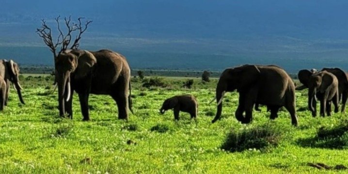 3 Days Kenya Budget Safari