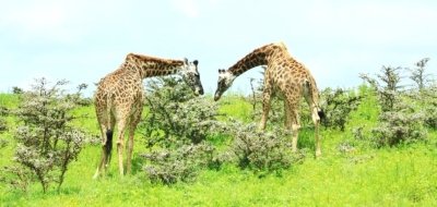 3 Days Kenya Budget Safari
