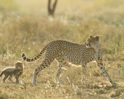 3 DAY SERENGETI LUXURY FLY-IN SAFARI START FROM ARUSHA