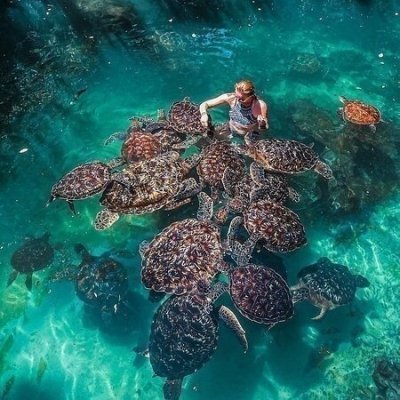 Dolphin Tour With Snorkeling at Mnemba Island Zanzibar