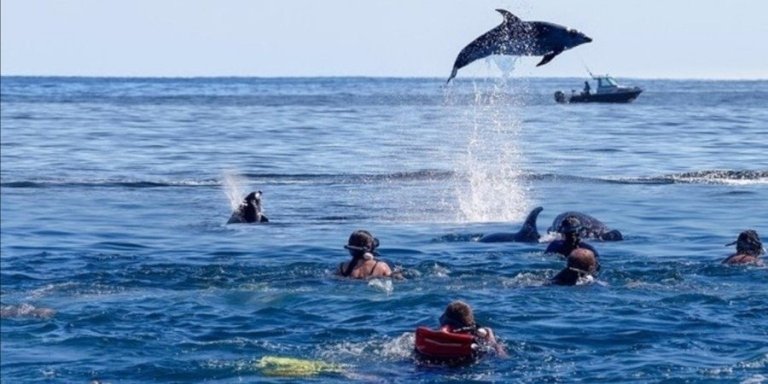 Dolphin Tour With Snorkeling at Mnemba Island Zanzibar