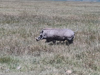 5 Day Kenya Masai mara and Amboseli Safari