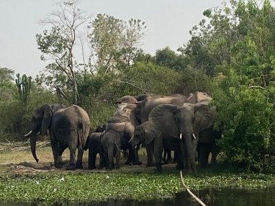 The Great Safari Roaring Kenya