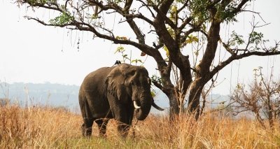 13 Day Rwanda-Uganda Big 5 Adventure