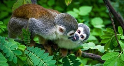 4 Days Amazon Lodge Cuyabeno Reserve