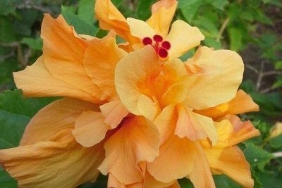 St Lucia Island Tour St Lucia Island Tour