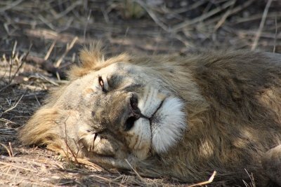 Kruger National Park 3 Day Safari - Basic Safari tent (Private)