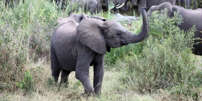 Kruger National Park 3 Day Safari - Basic Safari tent (Private)