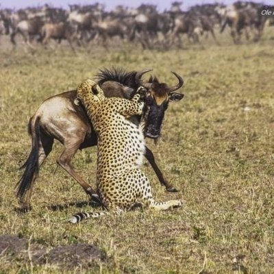 3 Days best of Masai Mara