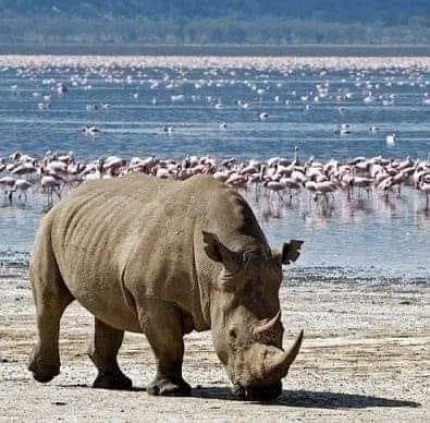 Lake Nakuru National Park and Lake Naivasha Day Tour