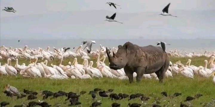 Lake Nakuru National Park and Lake Naivasha Day Tour