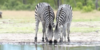 6-Day Victoria Falls and Hwange Safari Adventure