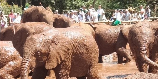 Elephant Orphanage, Giraffe & Bomas of Kenya Day Tour