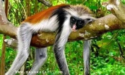 JOZANI FOREST ADVENTURE:Watch for red colobus monkeys