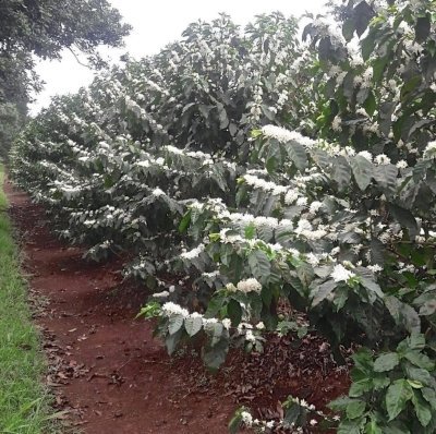 Fairview Coffee Farm Day Tour