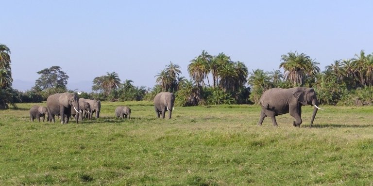 AMBOSELI NATIONAL PARK PRIVATE DAY TOUR FROM NAIROBI