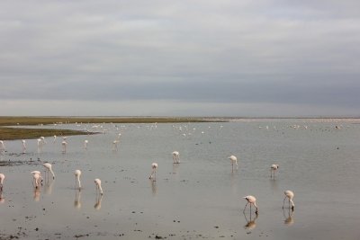AMBOSELI NATIONAL PARK PRIVATE DAY TOUR FROM NAIROBI