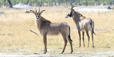 6-Day Victoria Falls & Chobe Camping Safari