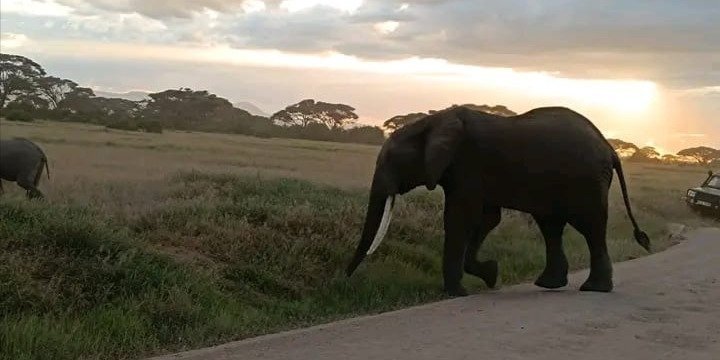 Amboseli National Park Day Trip With Masai Village Visit