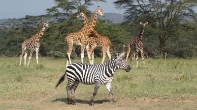 07 DAYS PERFECT SAFARI TRIP MASAI MARA, NAKURU, NAIVASHA AND AMBOSELI