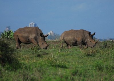 NAIROBI NATIONAL PARK HALF DAY PRIVATE TOUR.