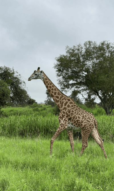 3 Days 2 Nights Mikumi Adventure Safari