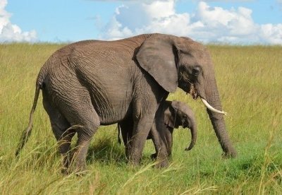 3 DAYS MAASAI MARA GROUP JOINING BUDGET SAFARI IN A 4X4 LAND CRUISER