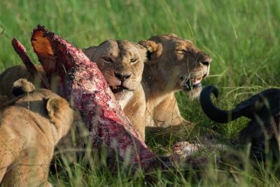 Gorilla Encounter & Masai Mara Safari: A 7-Day Ugandan & Kenyan Safari