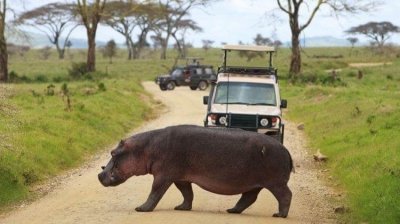 Tarangire National Park Day Trip - Private Tour from Arusha