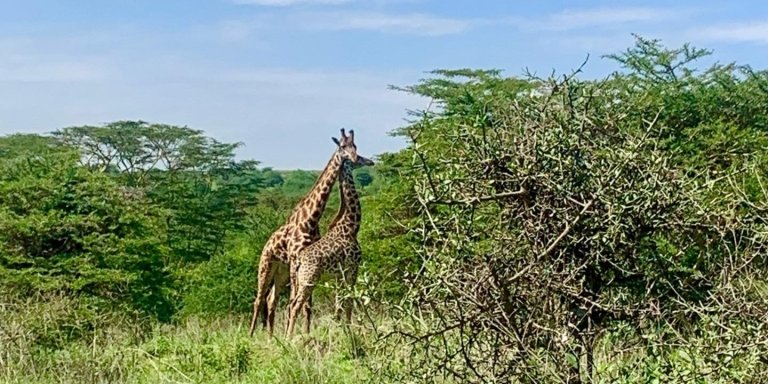 Nairobi National Park Half Day Game Drive