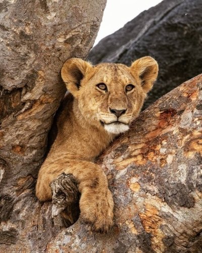 4 Days Tanzania Classic Safari